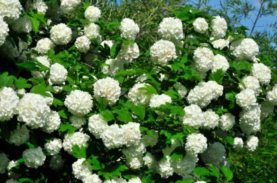 buldeneg_006-1024x680[1]